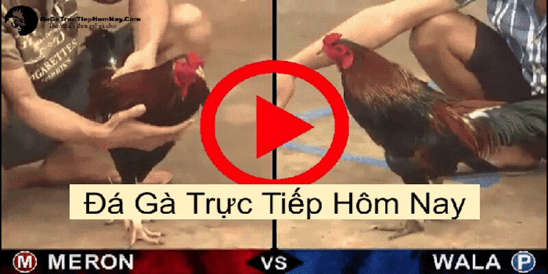 Giới thiệu về trang xem đá gà trực tiếp 99OK